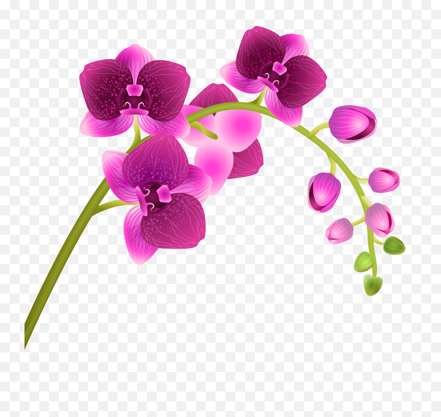 Library Of Flower Transparent Background Jpg Freeuse - Transparent Background Orchid Clip Art Png,Flower Illustration Png