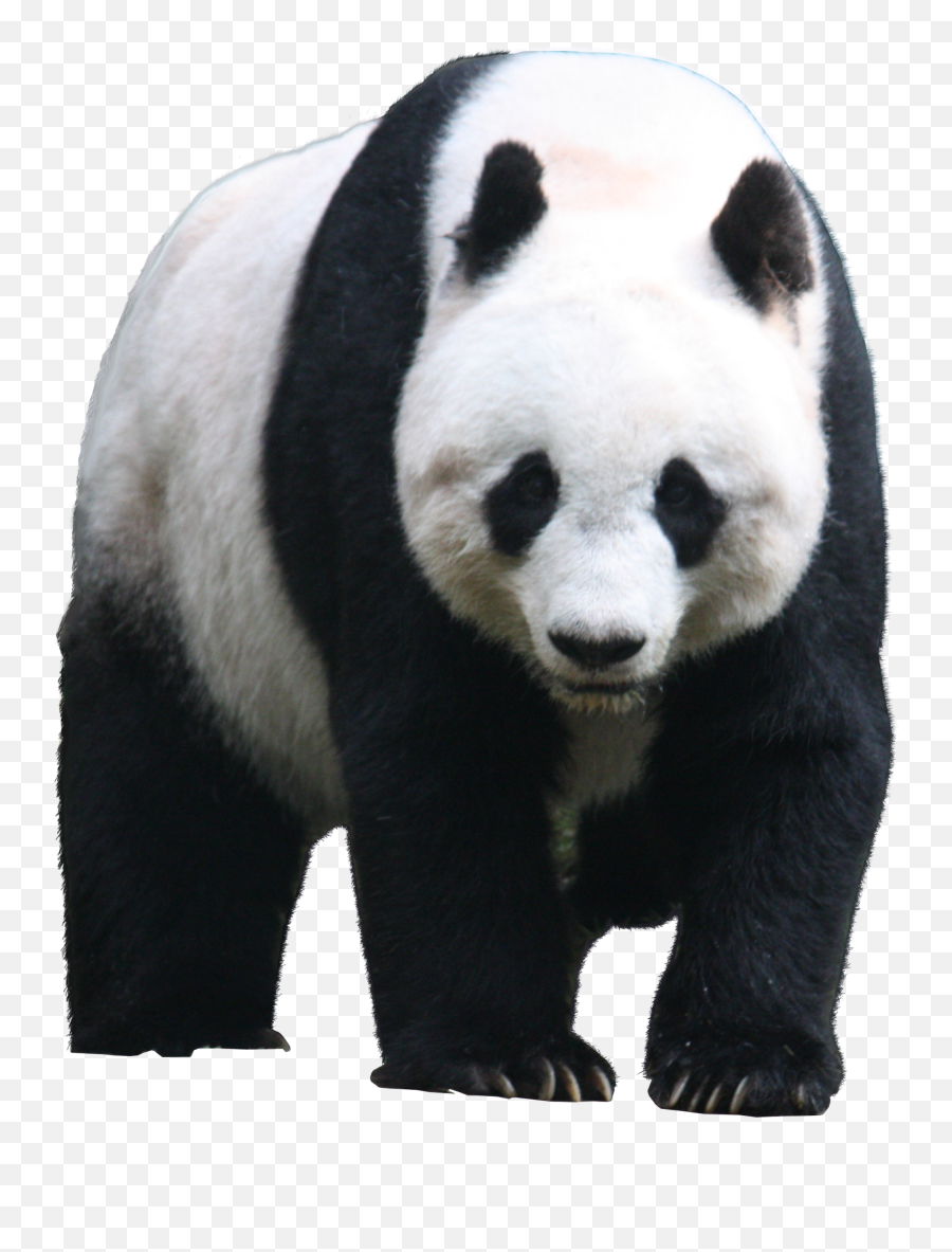 Panda Png Animal Images Bear Cute Baby - Giant Panda Transparent Png,Bear Transparent