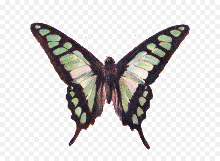 Moth Clipart Vintage Butterfly - Transparent Background Vintage Butterfly Png,Moth Png