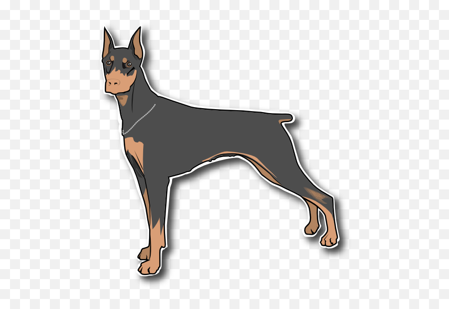 Dobermann Miniature Pinscher Great Dane - Clipart Doberman Png Png,Doberman Png