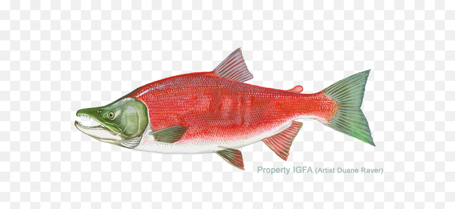 International Game Fish Association - Sockeye Salmon Png,Salmon Png