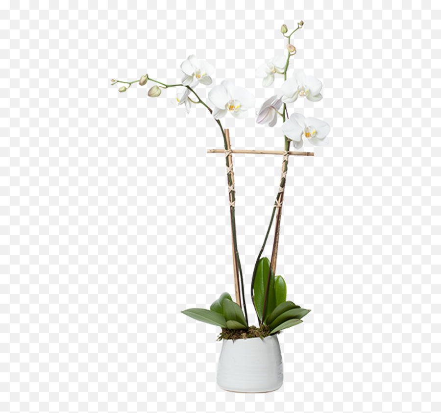 Orchid Planter Png Transparent - Moth Orchid,Planter Png