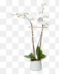 Orchid Planter Png Transparent - Moth Orchid,Planter Png