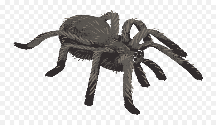 Download Hd Tarantula Spider - Tarantulas Png,Tarantula Png