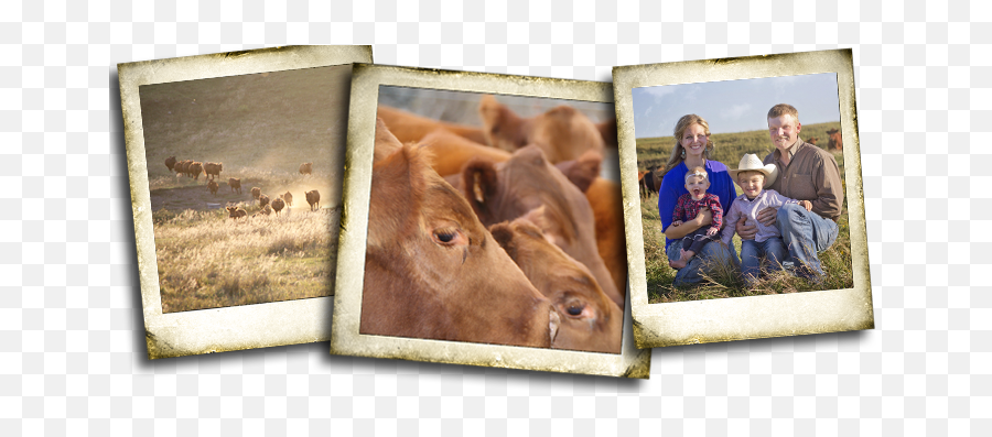 Weber Land And Cattle - Working Animal Png,Dr Phil Png