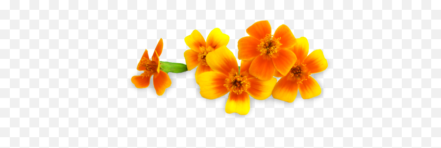 Micro Marigolds - Lovely Png,Marigold Transparent