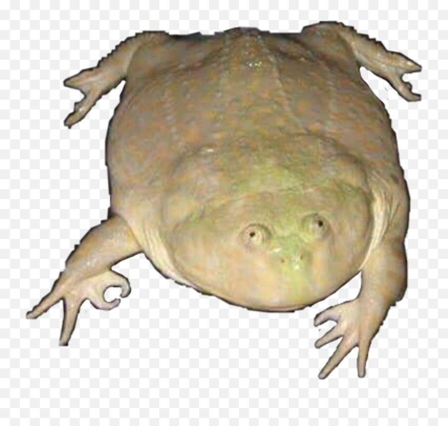 Download Meme Sticker - Wednesday My Dudes Meme Png,Wednesday Frog Png