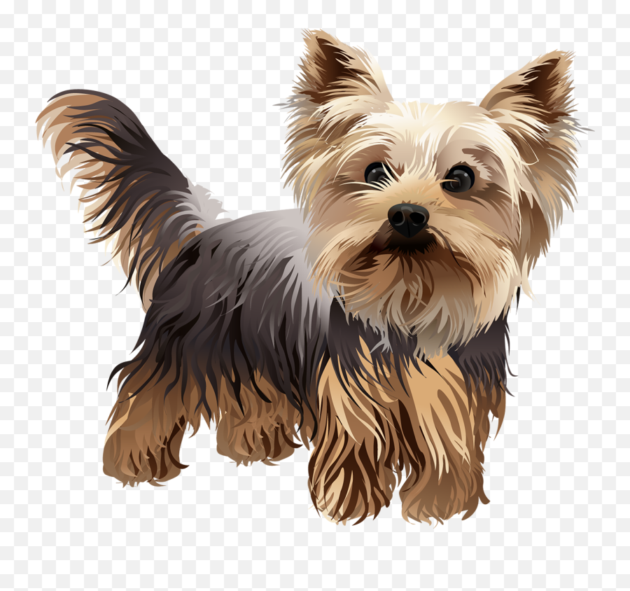 Standing Vibrant Vector - Transparent Yorkie Clipart Png,Yorkie Png
