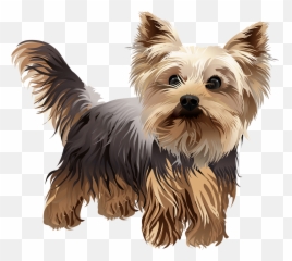 Standing Vibrant Vector - Transparent Yorkie Clipart Png,Yorkie Png