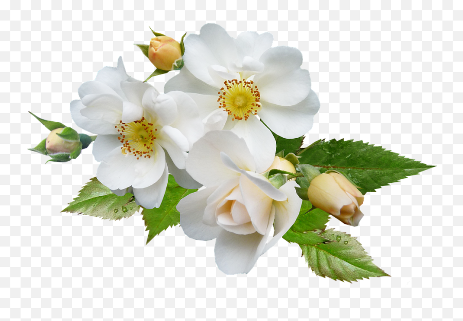 Rose White Single - White Green Flower Png,Single Rose Png