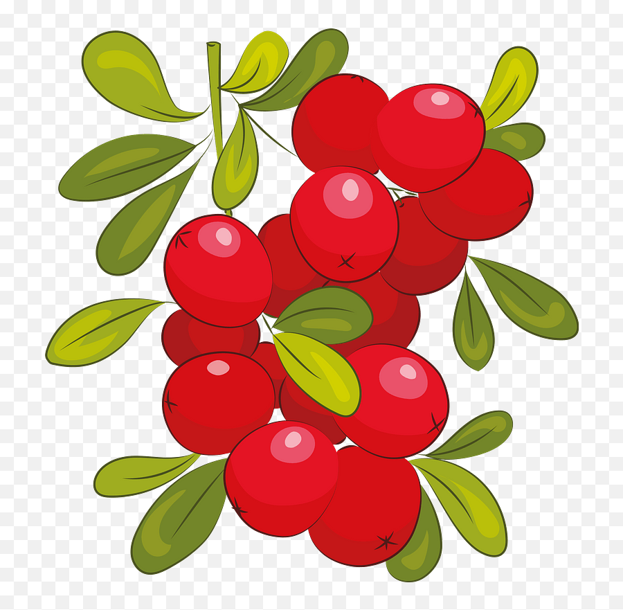 Cranberry Clipart - Fresh Png,Cranberries Png