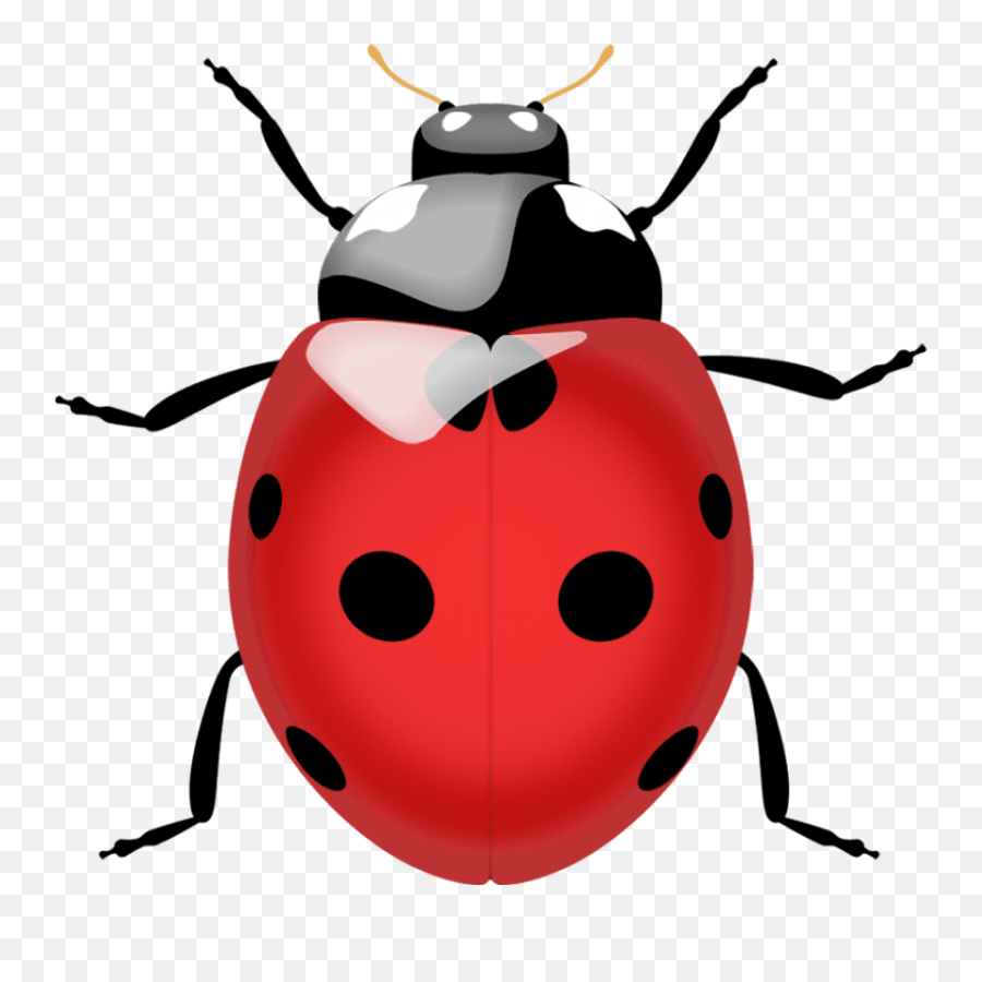 True Bug Png Pic - Lady Bug Top View,Bugs Png