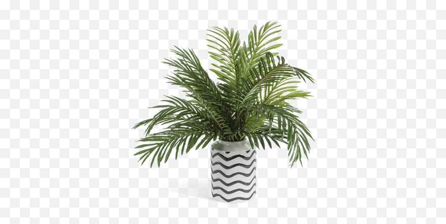 Phoenix Palm Abstract Vase Greenery Png