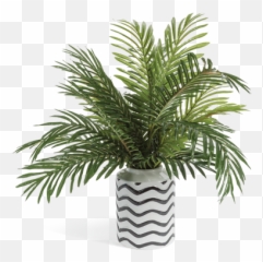 Phoenix Palm Abstract Vase Greenery Png