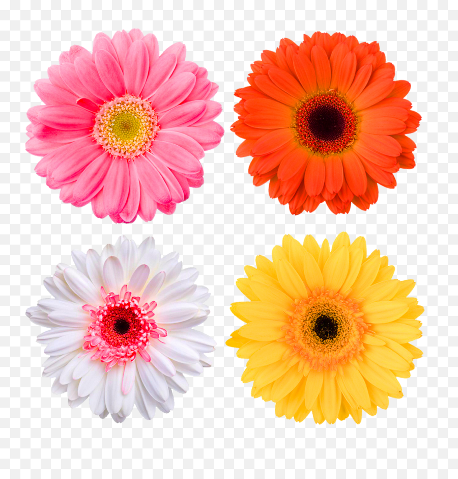Gerbera Daisies Pink Daisy Yellow - Printable Get Well Soon Cards Png,Daisy Png