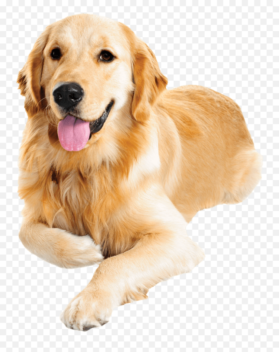 Golden Retriever Png Transparent Images All - Golden Retriever Dog Png,Dog Transparent