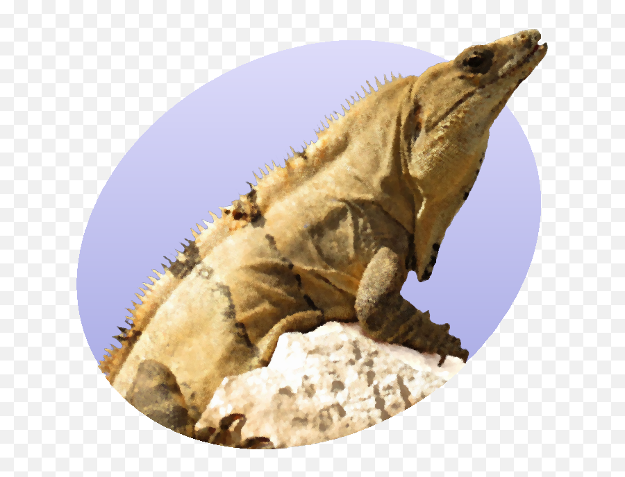 Iguana Icon - Iguana Png,Iguana Png