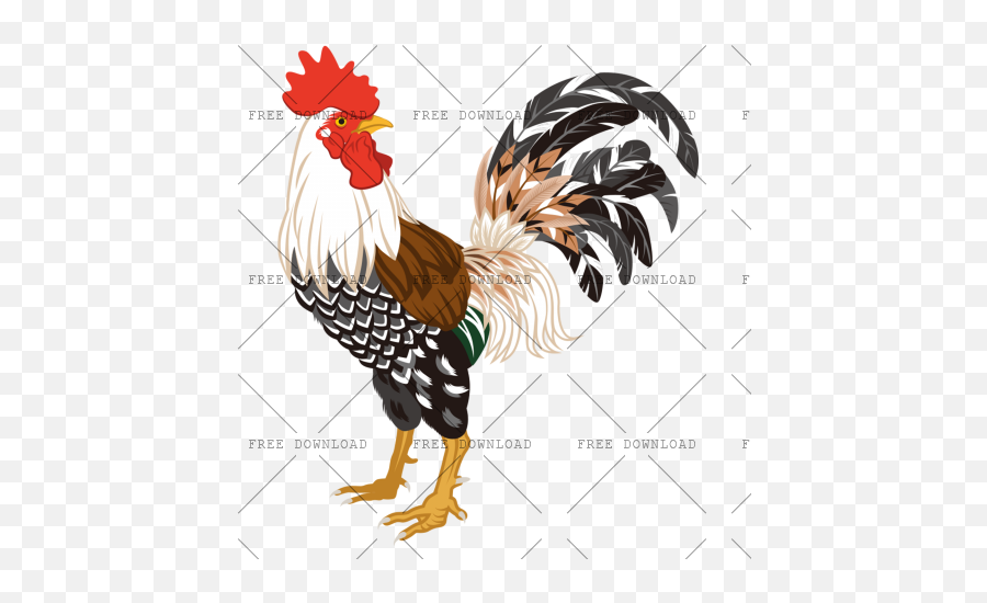 Cock Chicken Rooster Png Image With - Rooster Illustration,Chicken Transparent