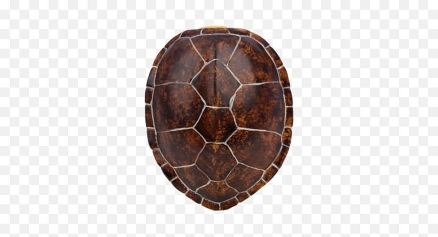 Turtle Shell Transparent Image Png Arts - Davul,Shell Png