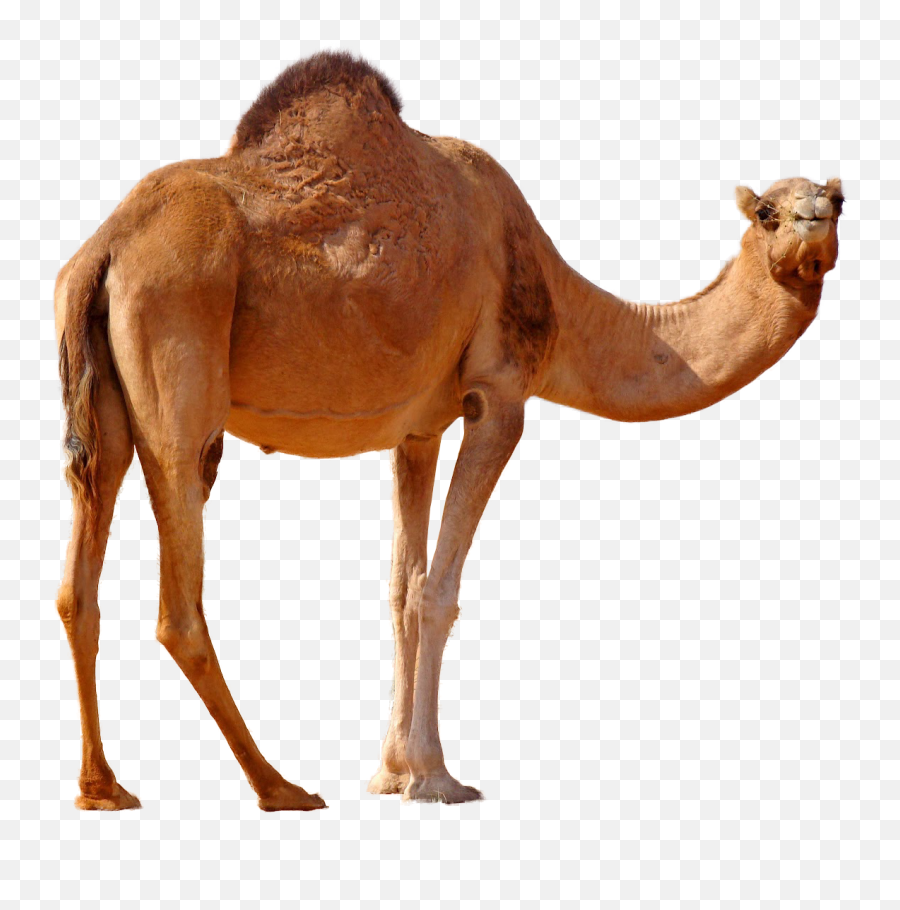 Camel Png Image Free Pictures - Transparent Transparent Background Camel Png,Camel Png
