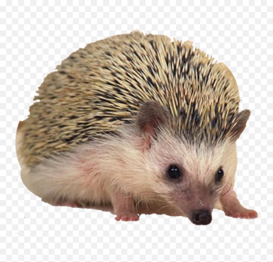 Hedgehog Png Free Download - Porcupine Pet,Hedgehog Transparent Background