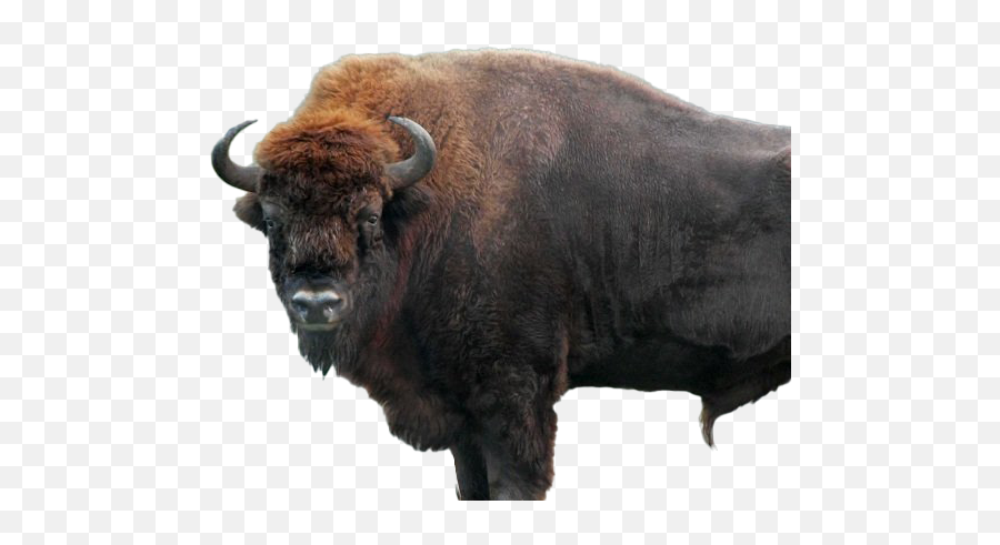 Bison Transparent Background Png - Bison No Background,Bison Png