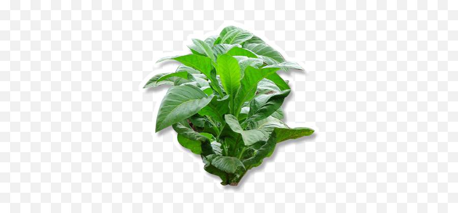 Download Tobacco This Plant - Tabac Png,Plant Transparent