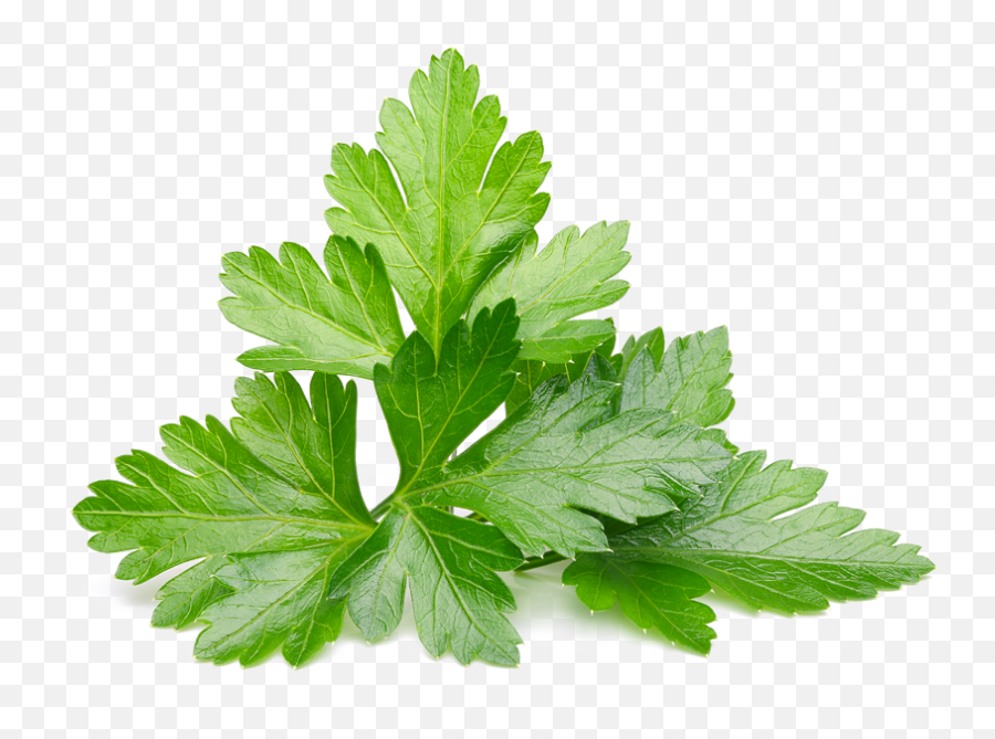 Download Parsley - Leaf Coriander Leaves Png,Cilantro Png