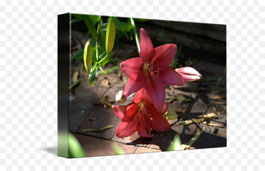 Asiatic Lily Png 3 Image - Tiger Lily,Lily Transparent Background