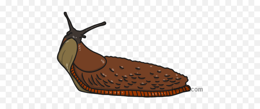 Invertebrate Slug Illustration - Snail Png,Slug Png