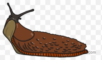 Invertebrate Slug Illustration - Snail Png,Slug Png