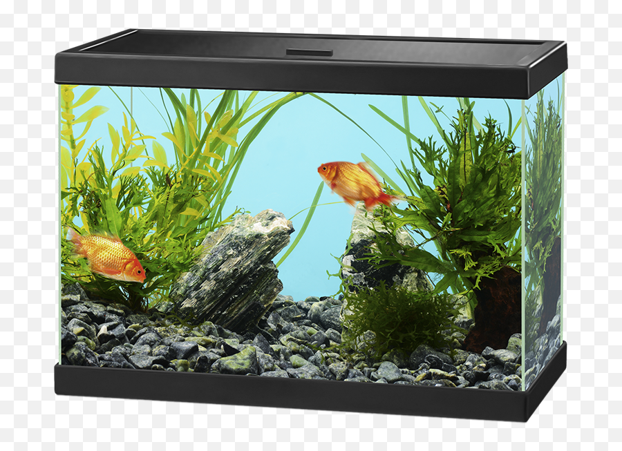 Aquarium Png Images Free Download - Fish Tank Transparent Background,Fish Tank Png