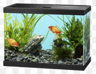 Aquarium Png Images Free Download - Fish Tank Transparent Background,Fish Tank Png