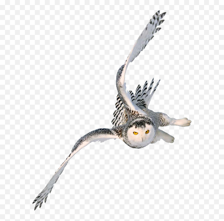 Snowy Owl Image Portable Network Graphics Barn - Harry Flying Owl Png Transparent,Owl Png