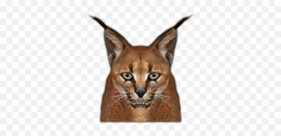 Download Caracal Jimmyzhoopz Face - Caracal Png,Bobcat Png