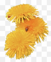 Dandelion Png Image - Transparent