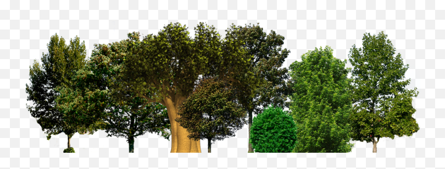 Save A Tree Png Arboles