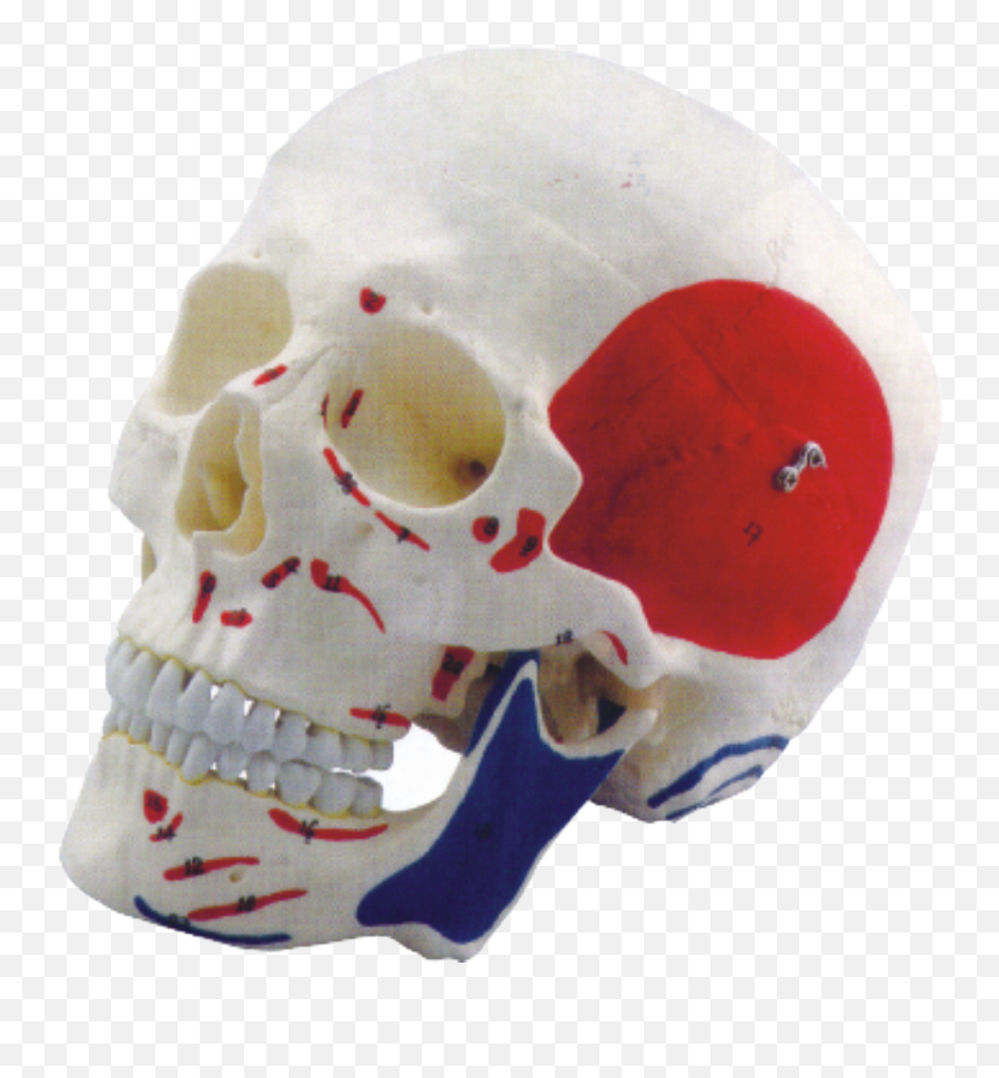 Muscle Marked Life Size Human Skull - Skull Png,Human Skull Png