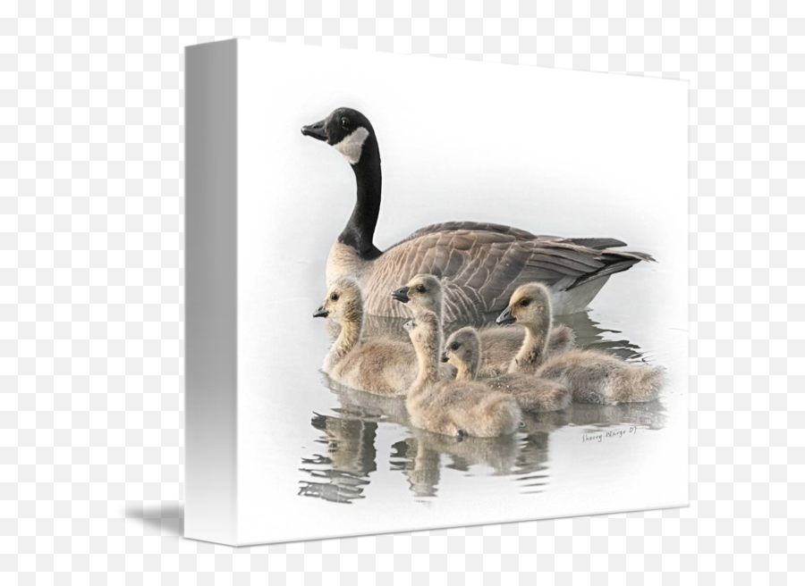 Canada Goose With Goslings By Sherry Wargo Png Geese