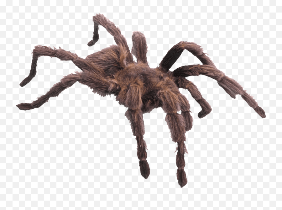 Download Spider Png Image Hq - Tarantula Spider Png,Tarantula Png