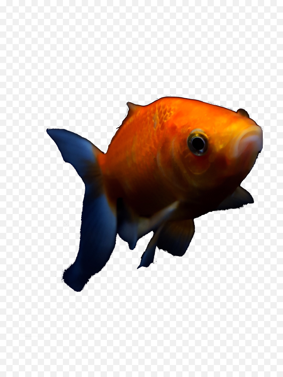 Goldfish Transparent Png Image - Goldfish,Goldfish Png