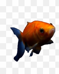 Goldfish Transparent Png Image