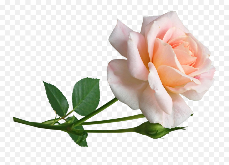Flower Pink Rose - Free Photo On Pixabay Fresh Png,Rose Png