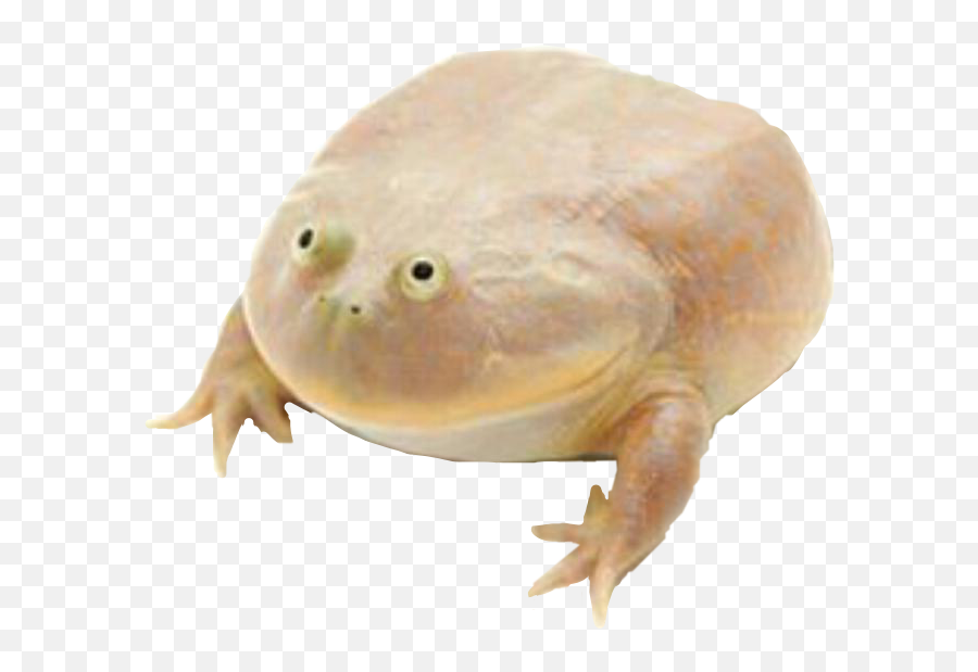 Png Transparent Images - Its Wednesday My Dudes Png,Wednesday Frog Png