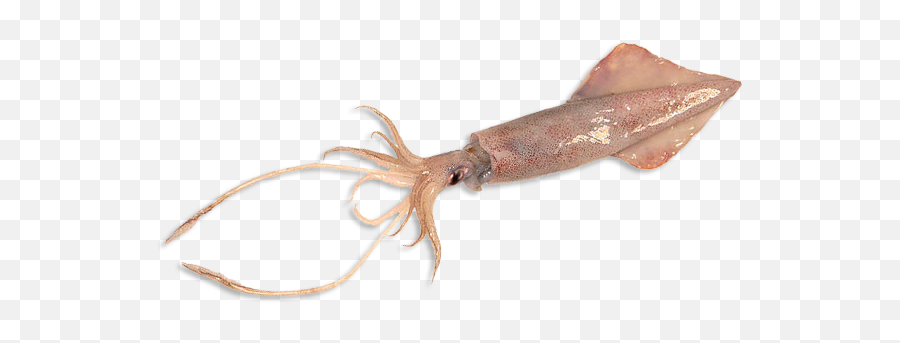 Download Giant Squid Png - Calamar Ecuador,Squid Png