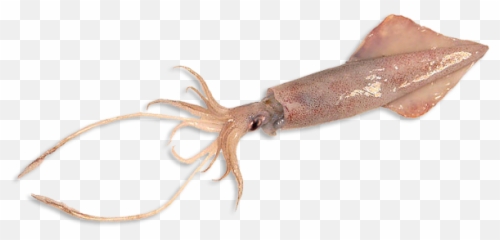 Download Giant Squid Png - Calamar Ecuador,Squid Png