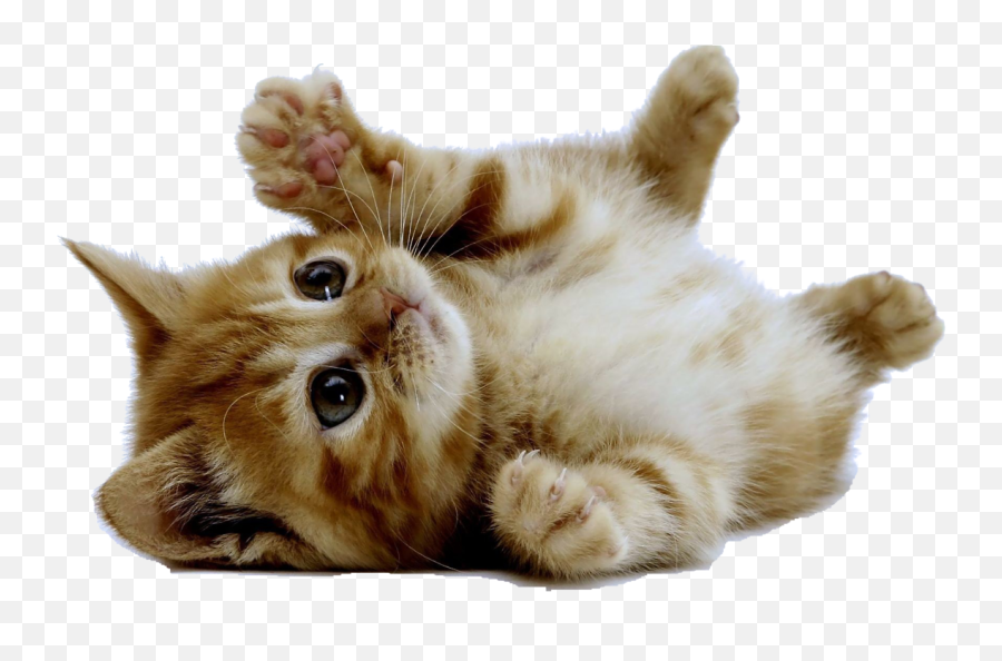 Cute Kitten American Shorthair Cuteness - Cat Png,Kitten Transparent