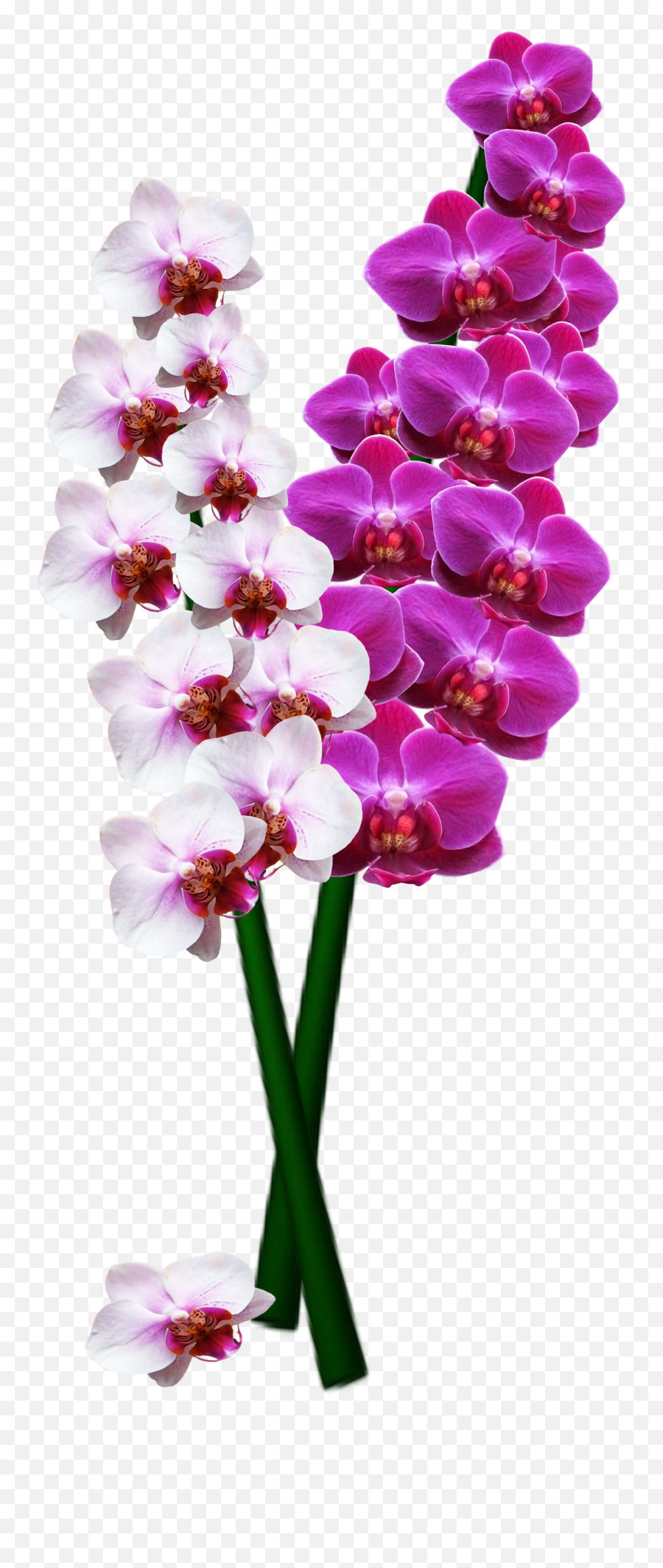 Download Orchid Png Image For Free - Transparent Orchids High Resolution,Orchid Png