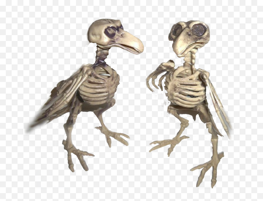 Skeleton Vulture Sticker By - Skull Png,Vulture Transparent