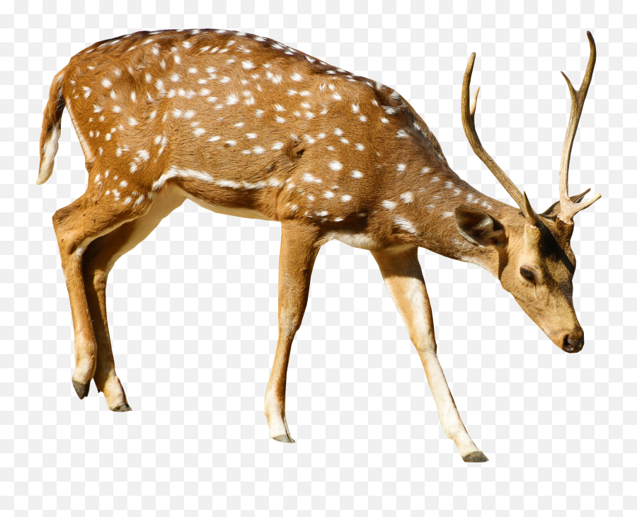 Brown Deer With White Spots Standing - Brown Deer With White Spots Png,Eating Png
